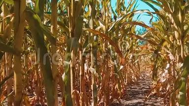 有机玉米田干熟玉米的农业生活方式。 概念玉米收获天然产品农业